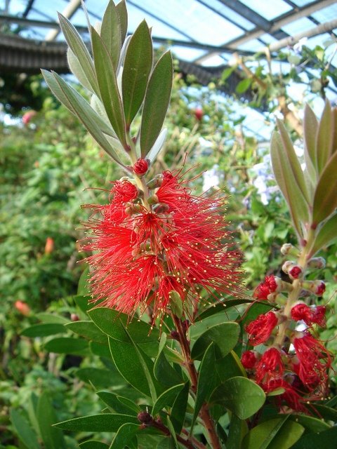 Callistemon rigidus fleur P10 P19
